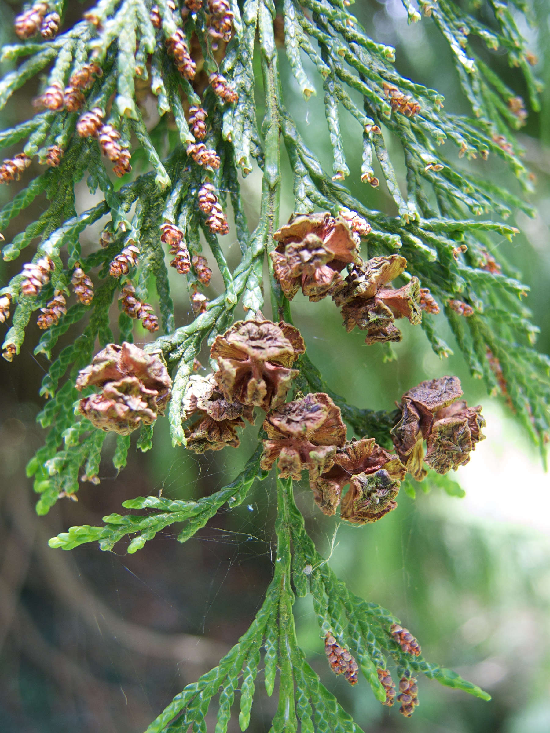 chamaecyparis_lawsoniana5md