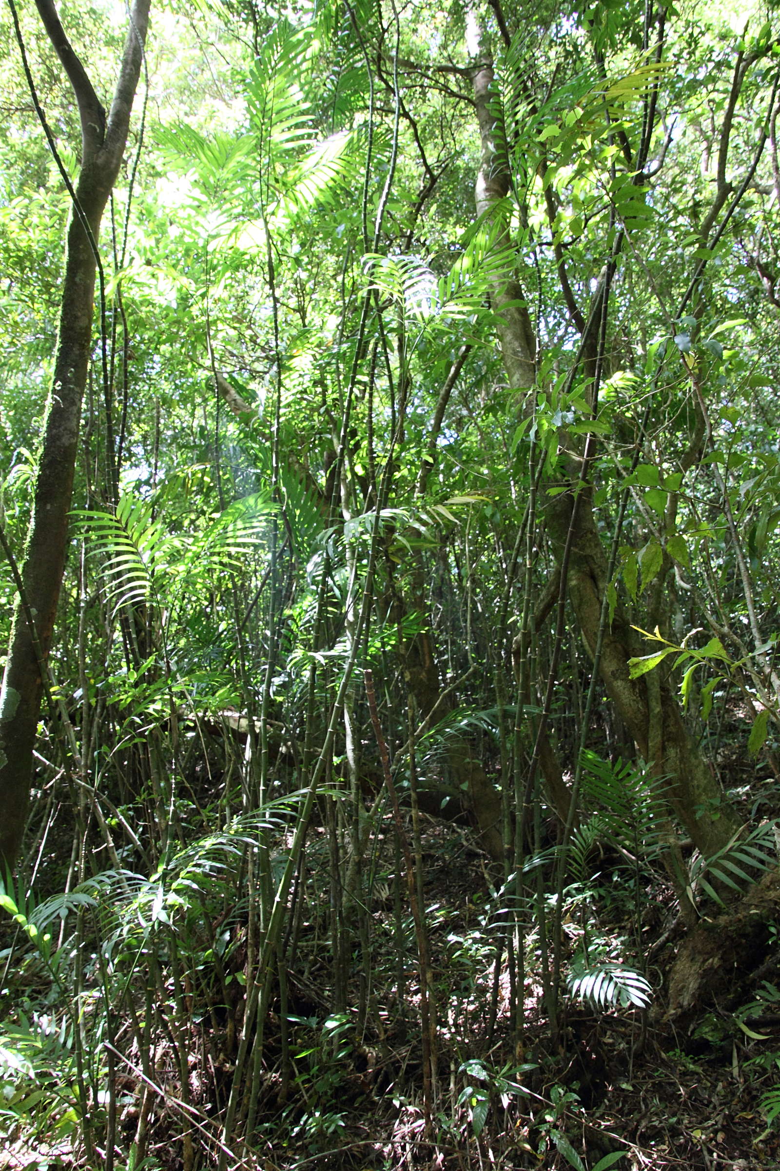 chamaedorea_costaricana3md