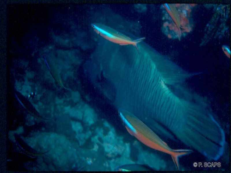 cheilinus_undulatus1ps