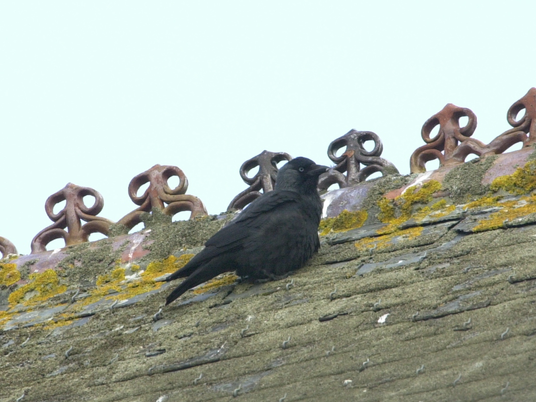 choucas_des_tours_-_corvus_monedula2md