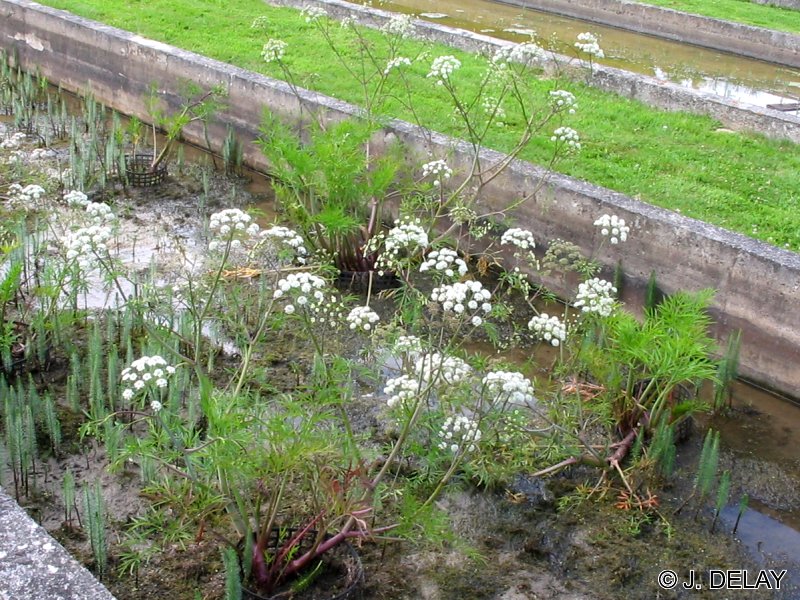 Afficher le média cicuta_virosa1jd cicuta_virosa1jd