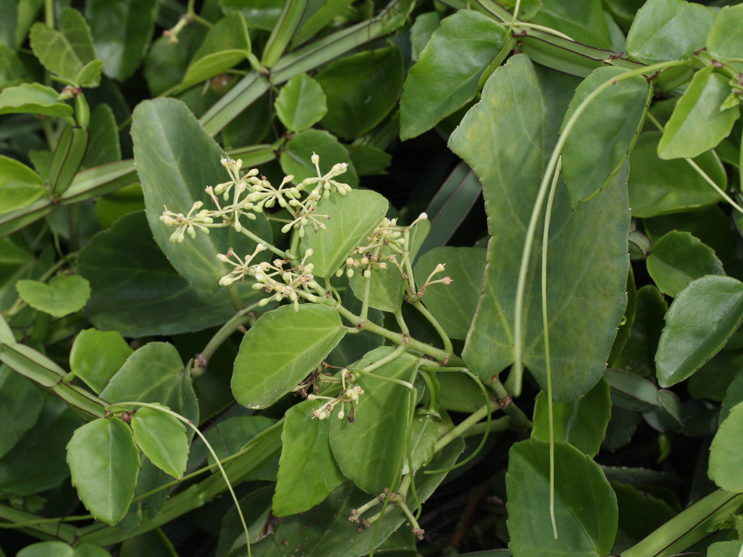 cissus_rotundifolia2md