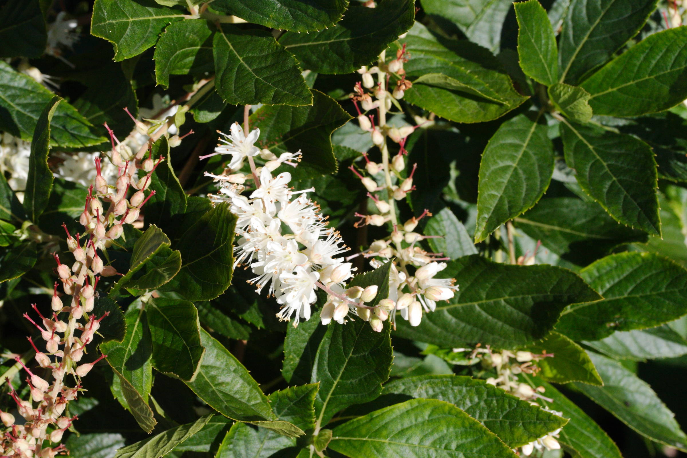 clethra_alnifolia2md