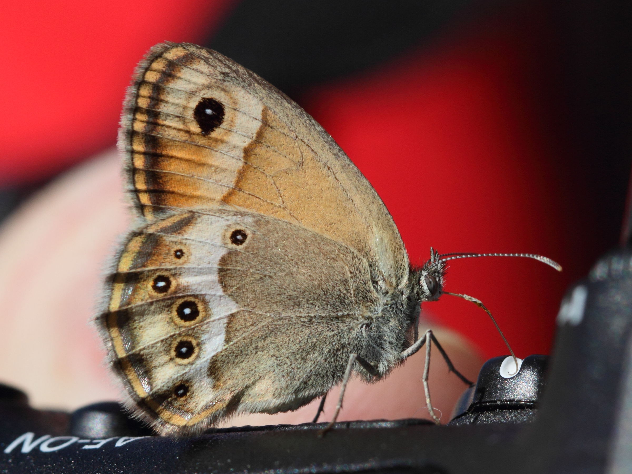 coenonympha_dorus3bd