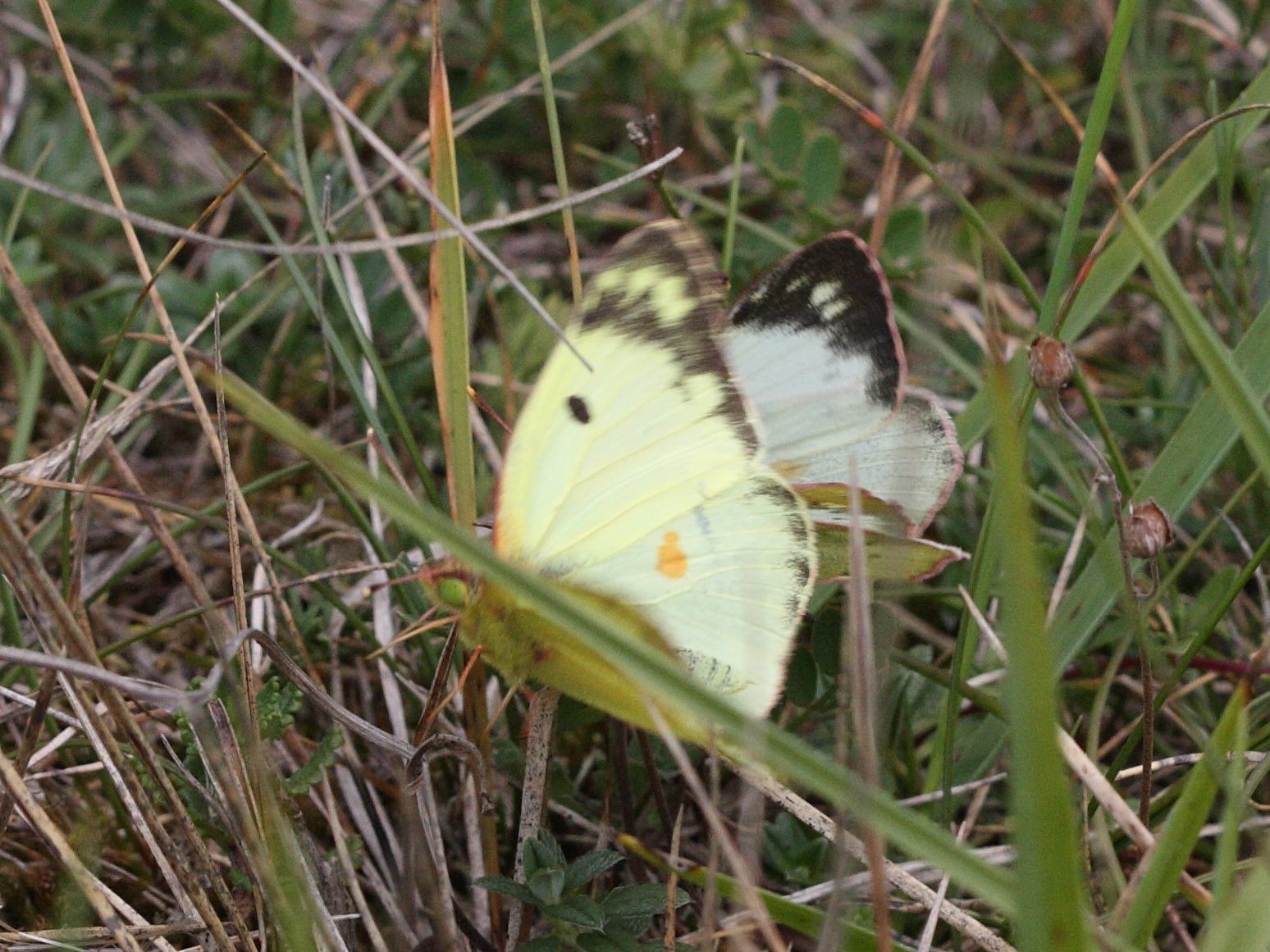 colias_alfacariensis2bd