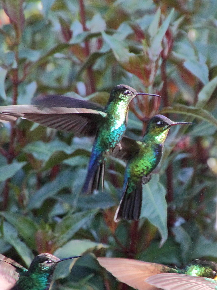 colibri_insigne_-_panterpe_insignis3md