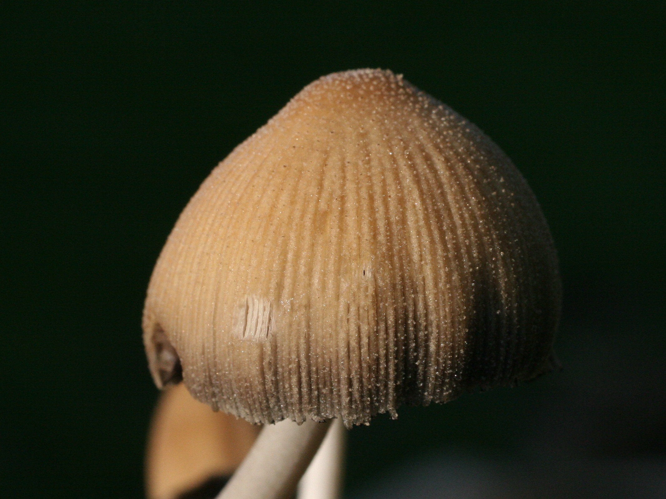 coprinellus_micaceus2md