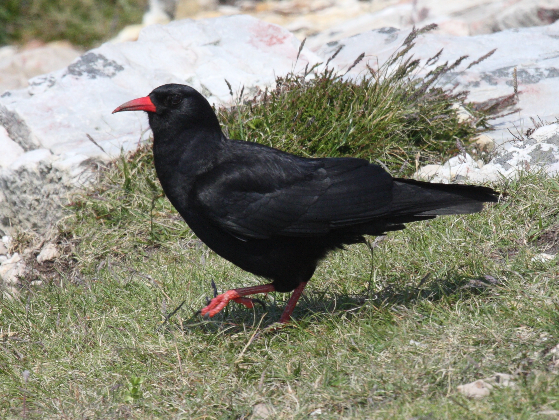 crave_a_bec_rouge_-_pyrrhocorax_pyrrhocorax1bd