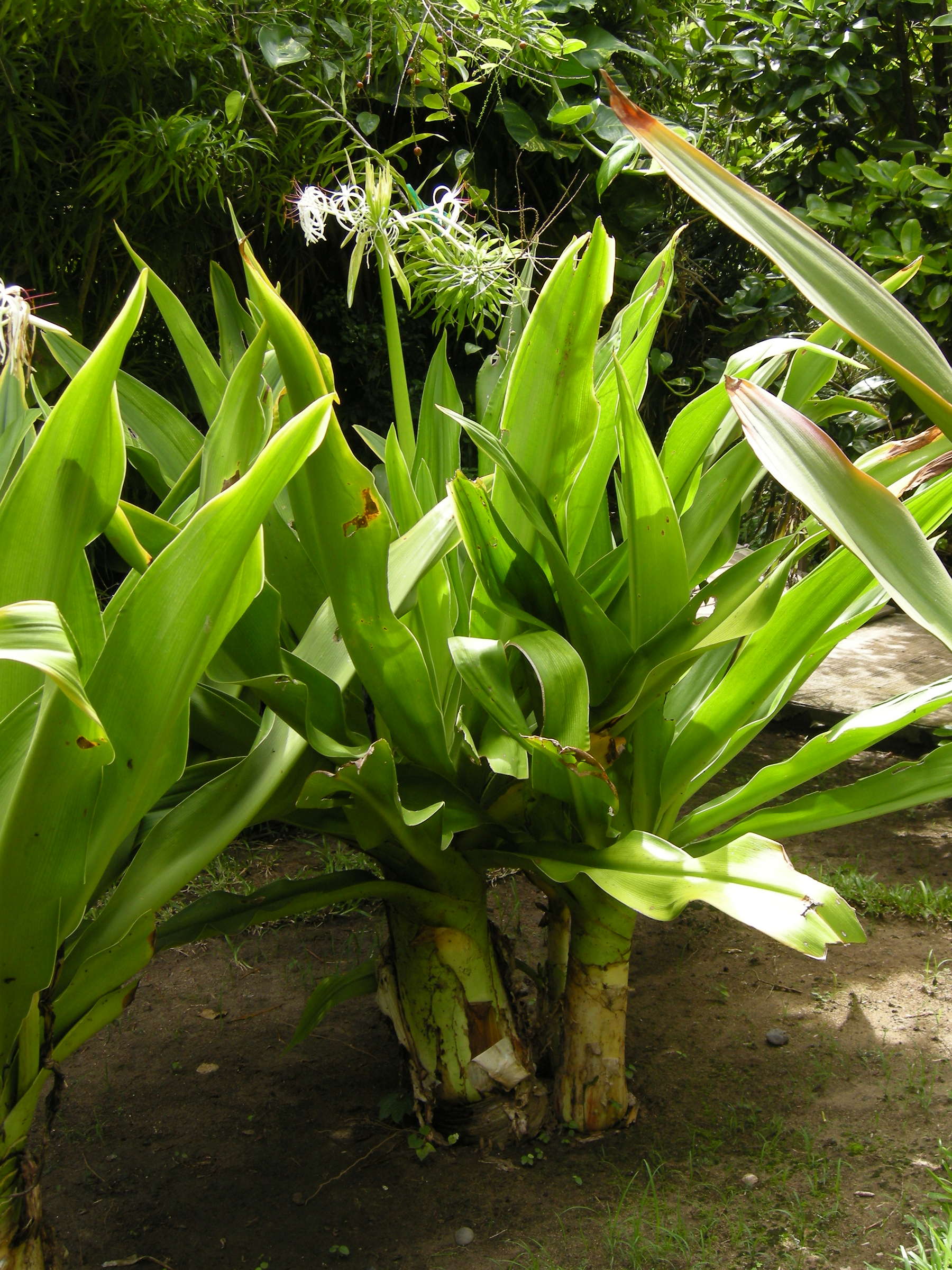 crinum_asiaticum1md