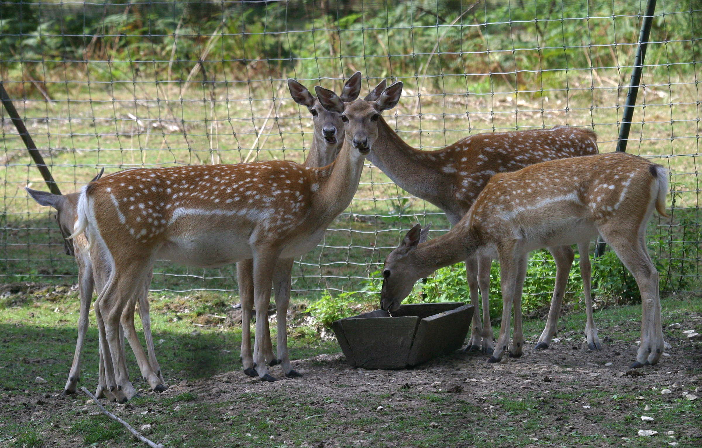 dama_mesopotamica2bd