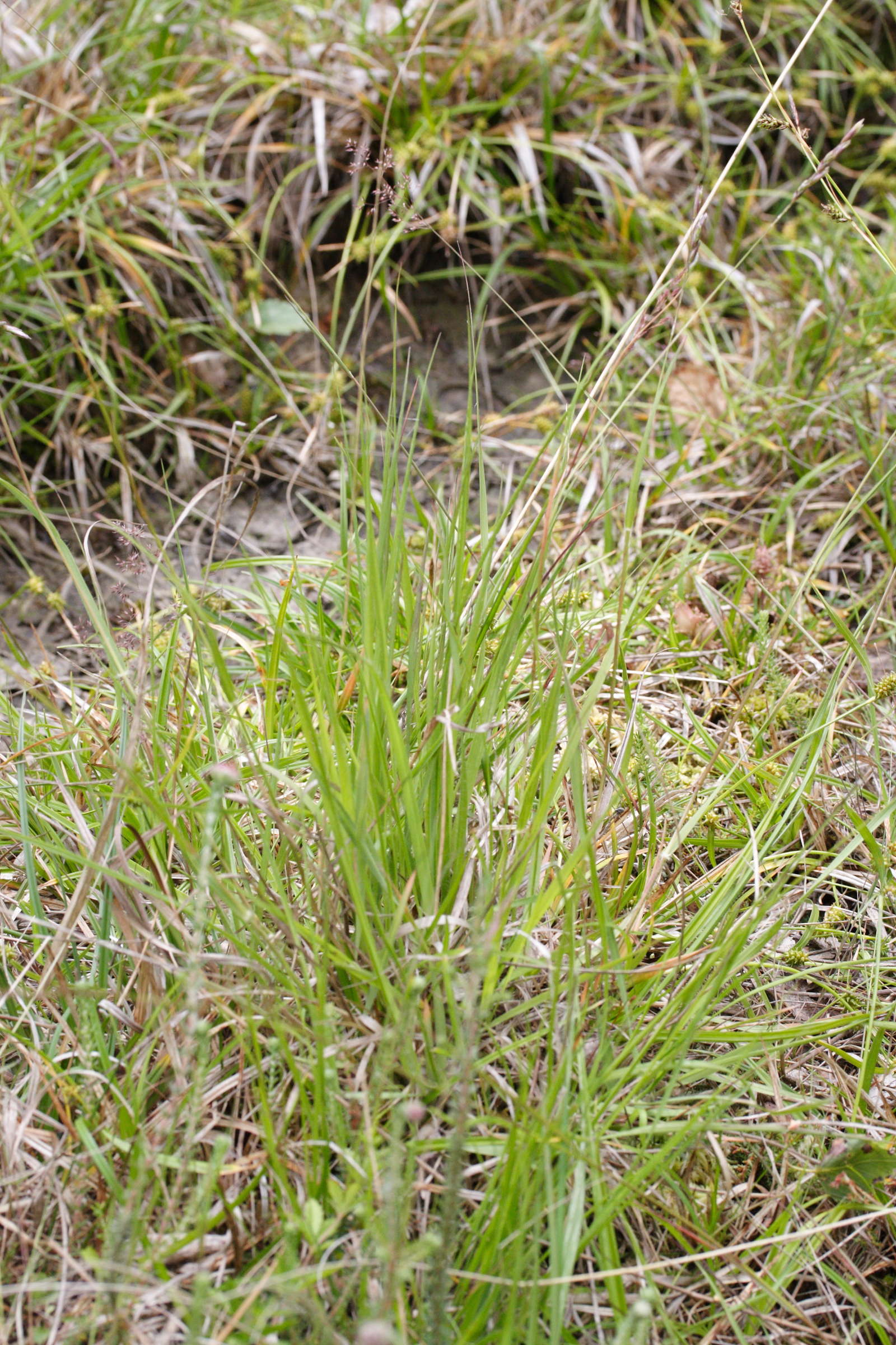 danthonia_decumbens1md