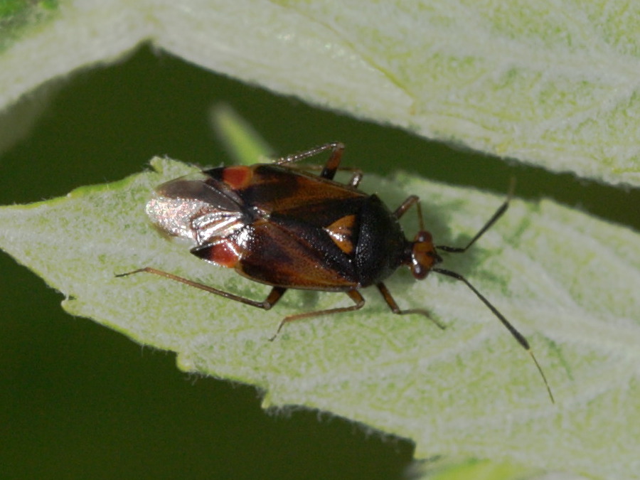 deraeocoris_ruber1sd