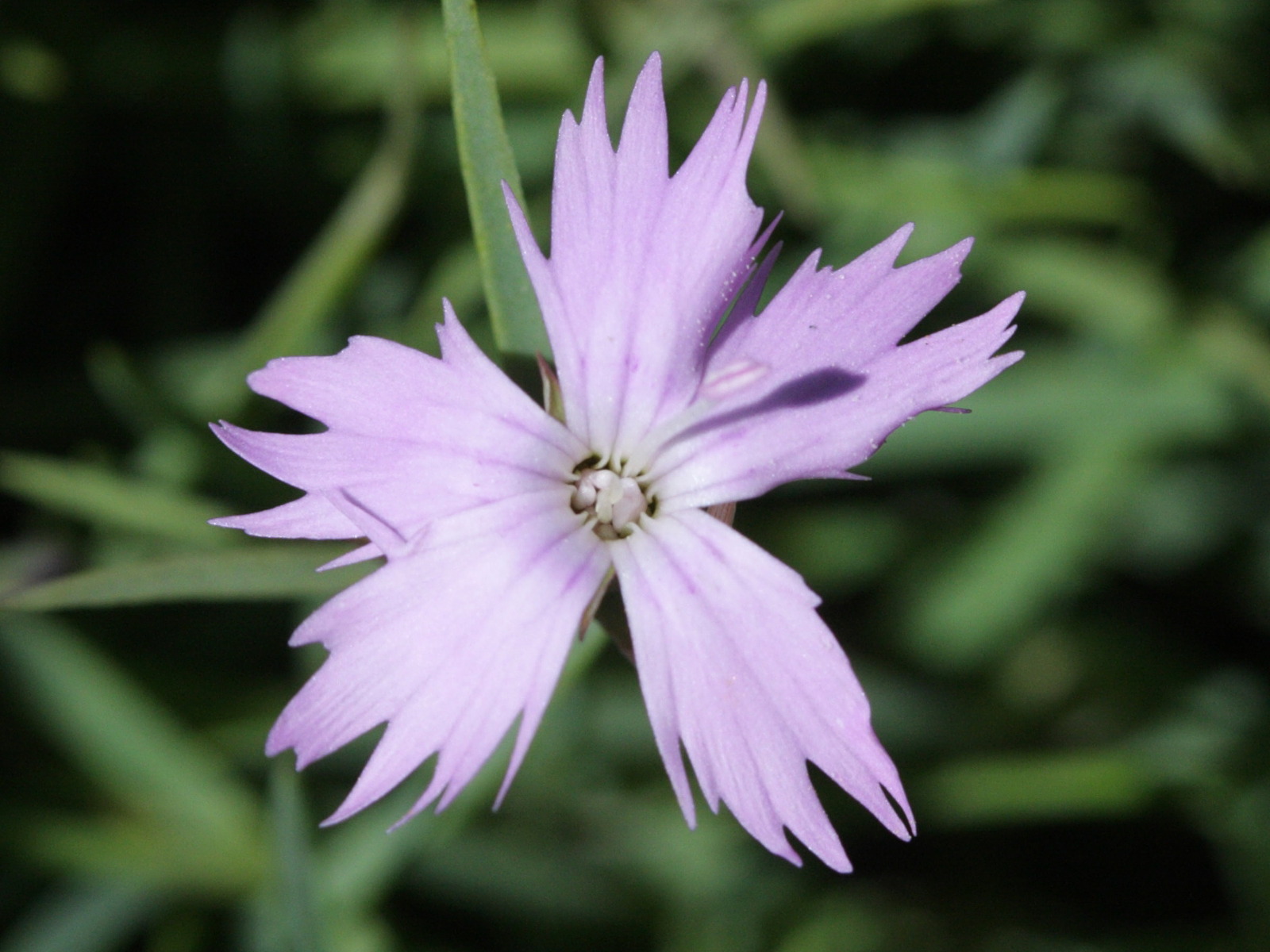 dianthus_furcatus_furcatus2bd