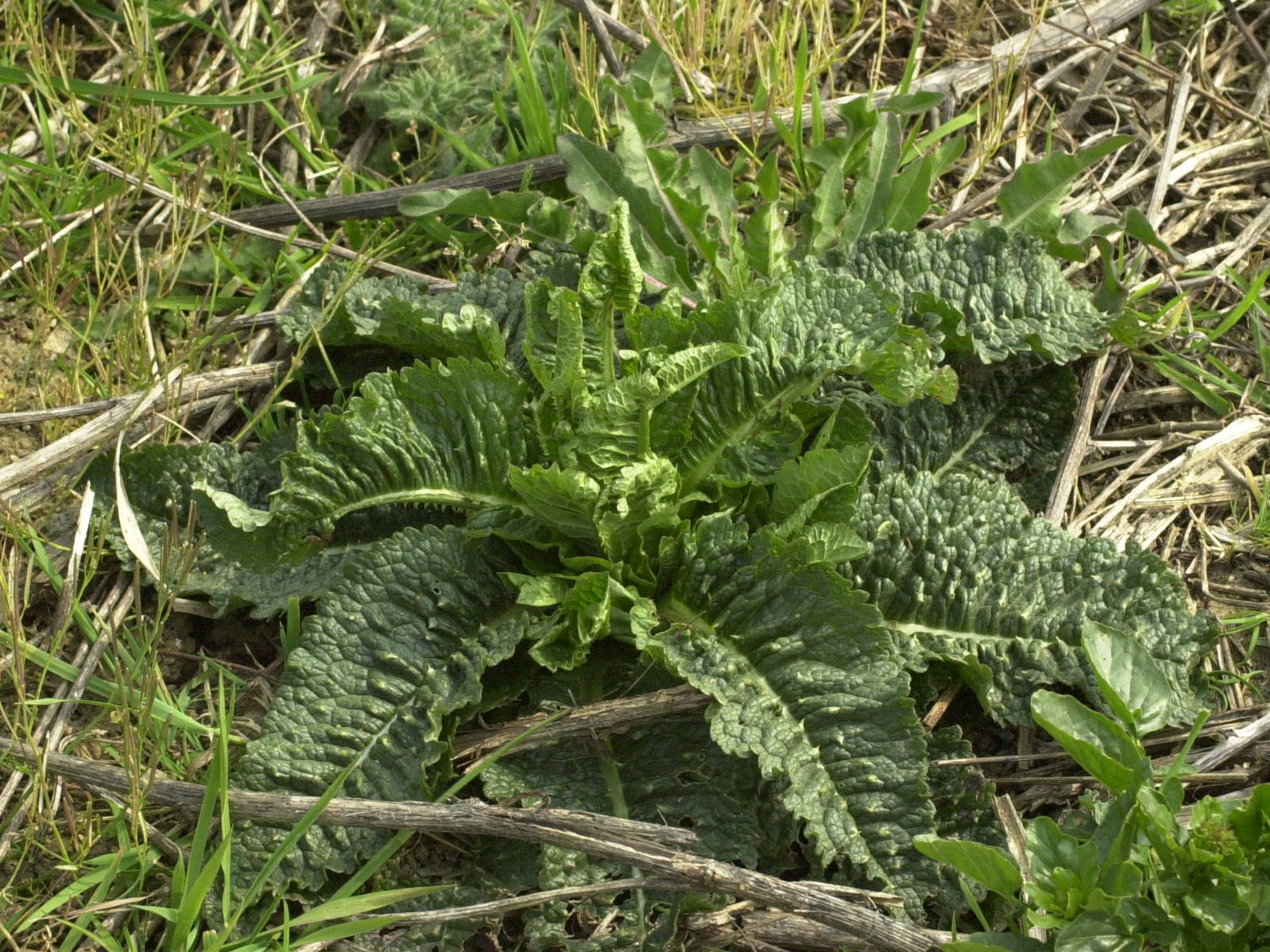 dipsacus_fullonum4md