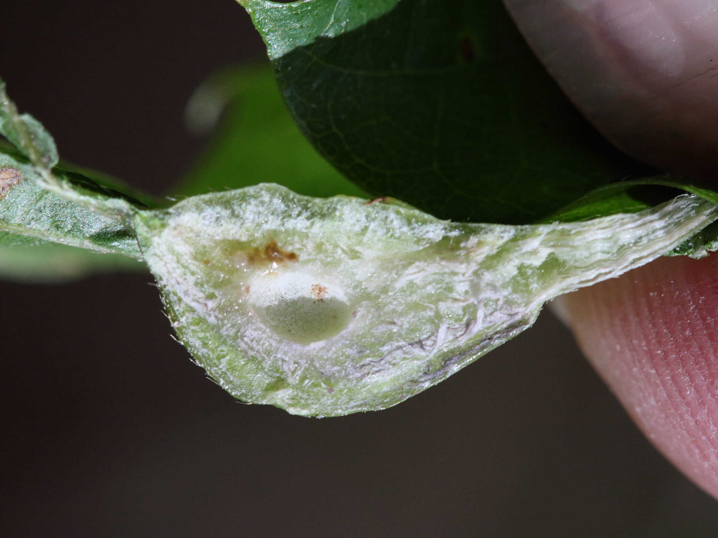 dryocosmus_kuriphilus_galle3md