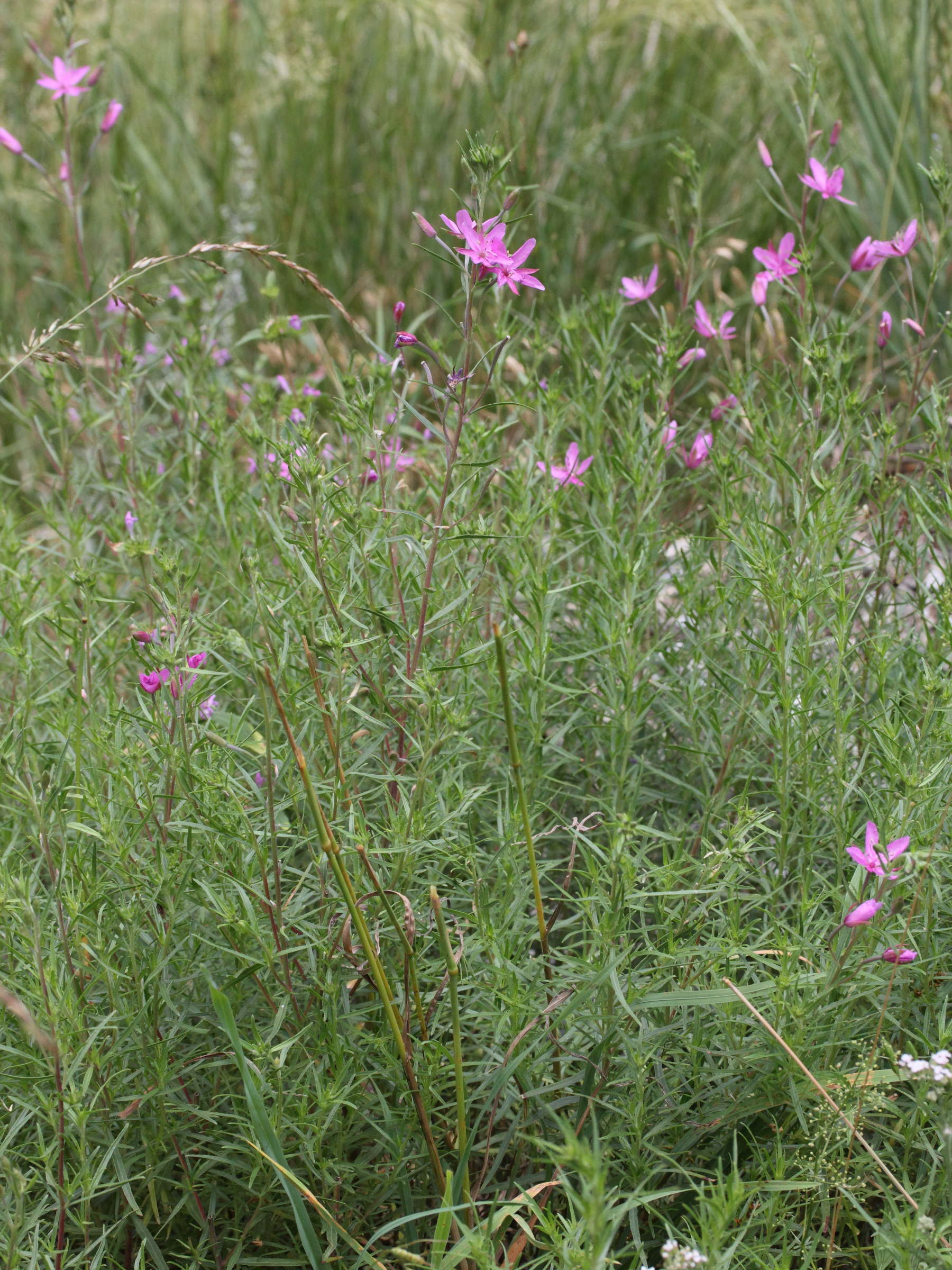 Afficher le média epilobium_dodonaei2md epilobium_dodonaei2md