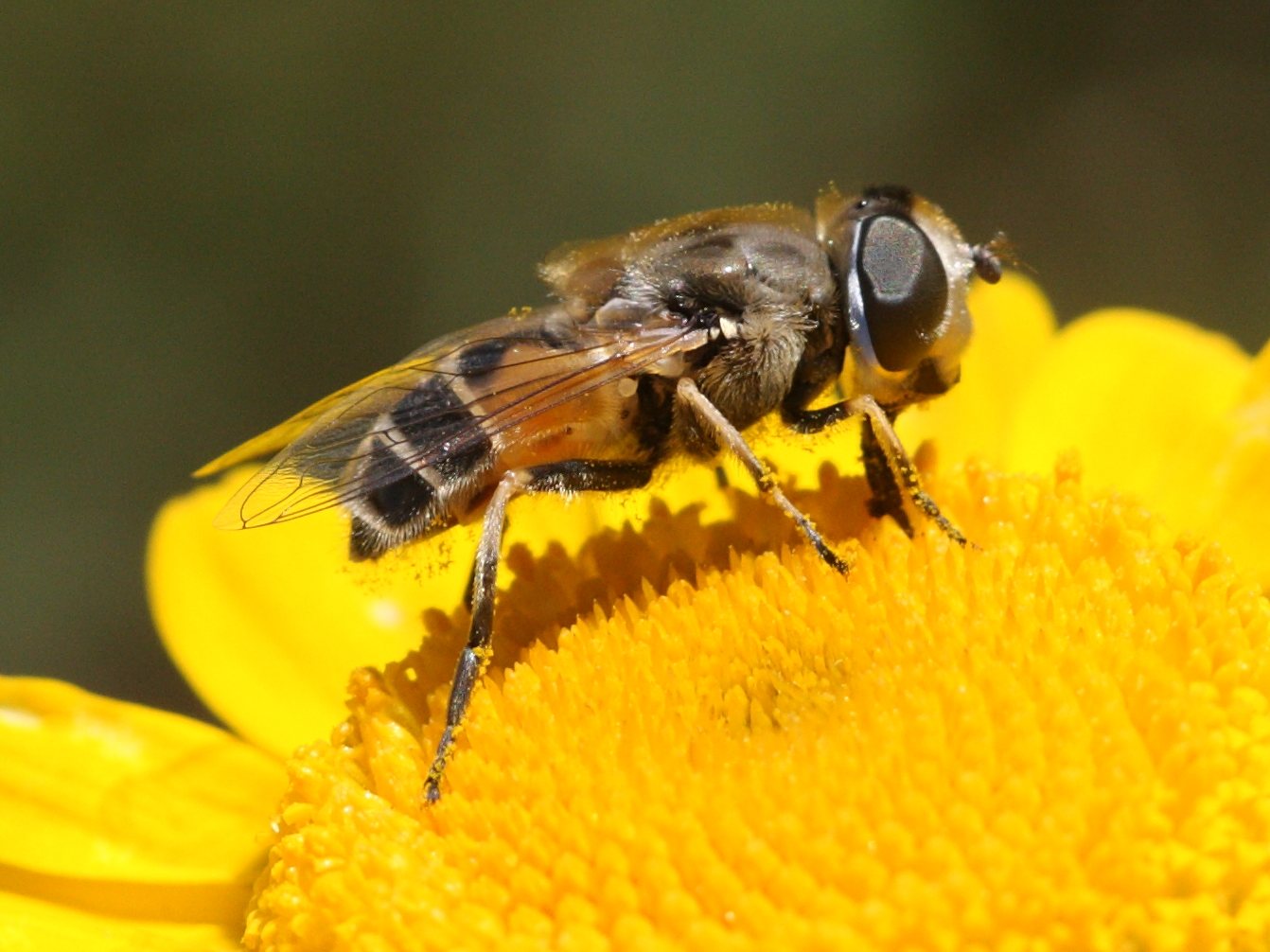 eristalis_arbustorum3bd