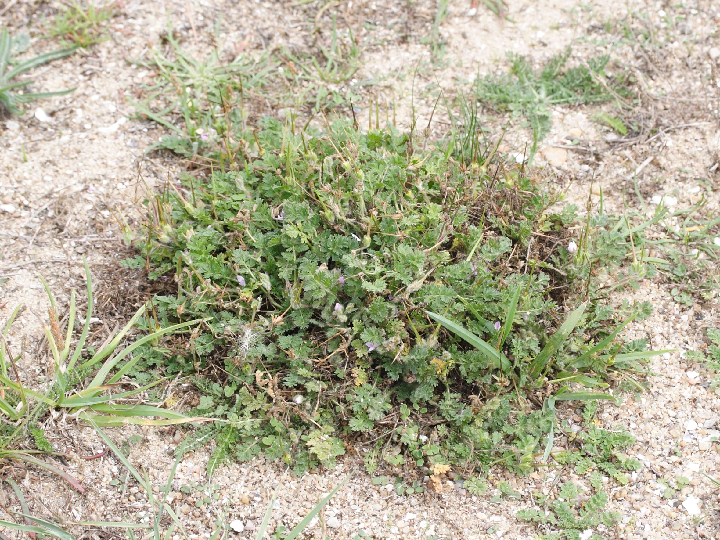 erodium_cicutarium_dunense1md