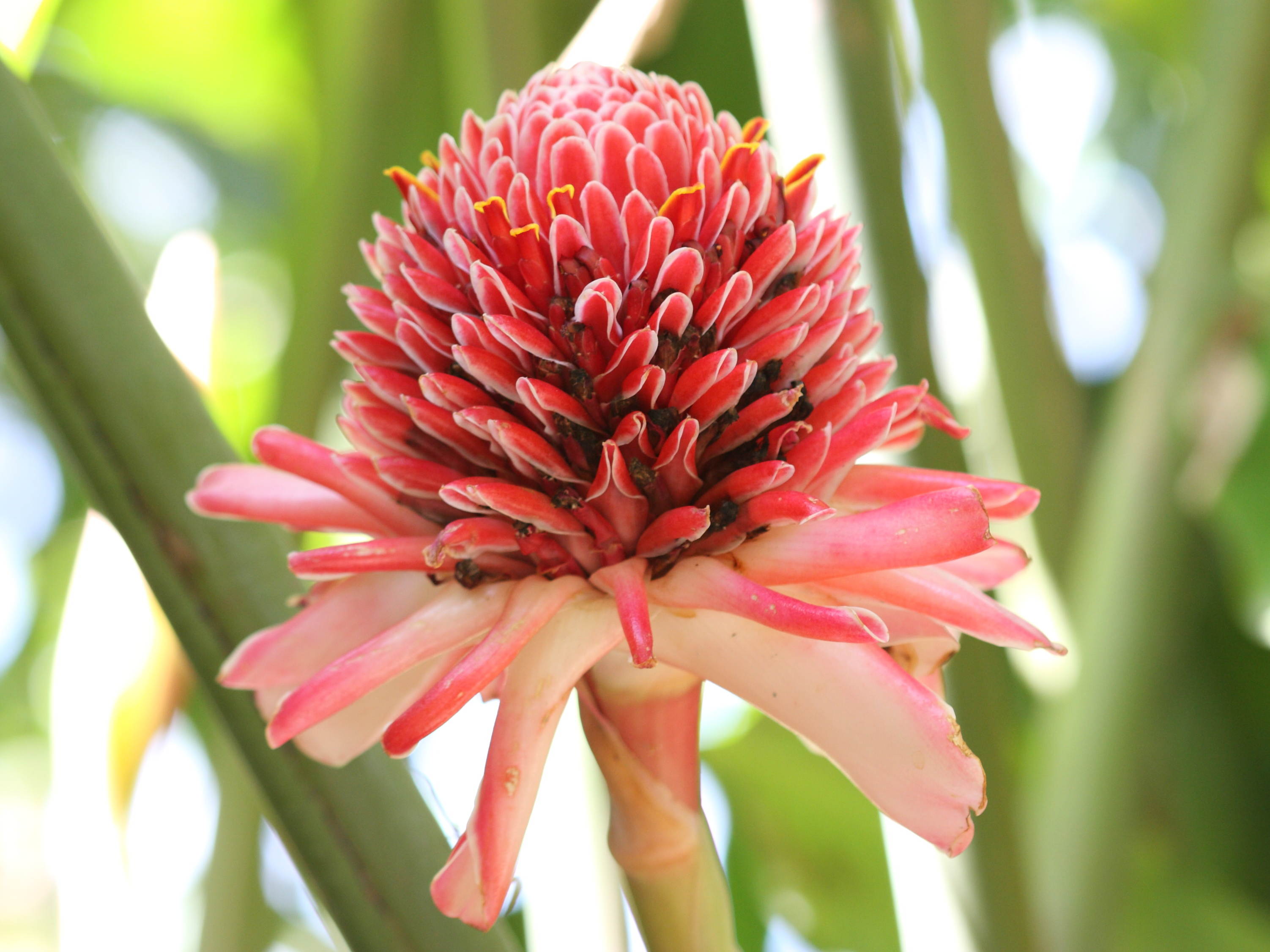 etlingera_elatior5sd