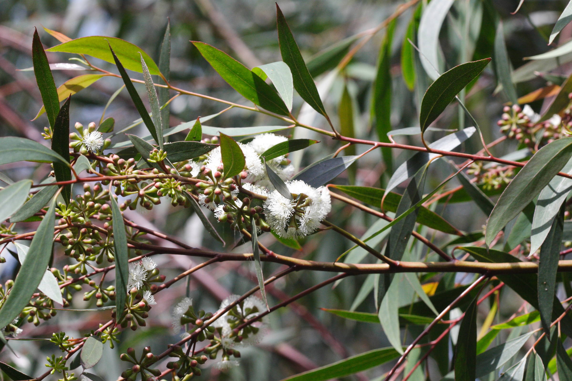 Afficher le média eucalyptus_moorei_nana3md eucalyptus_moorei_nana3md
