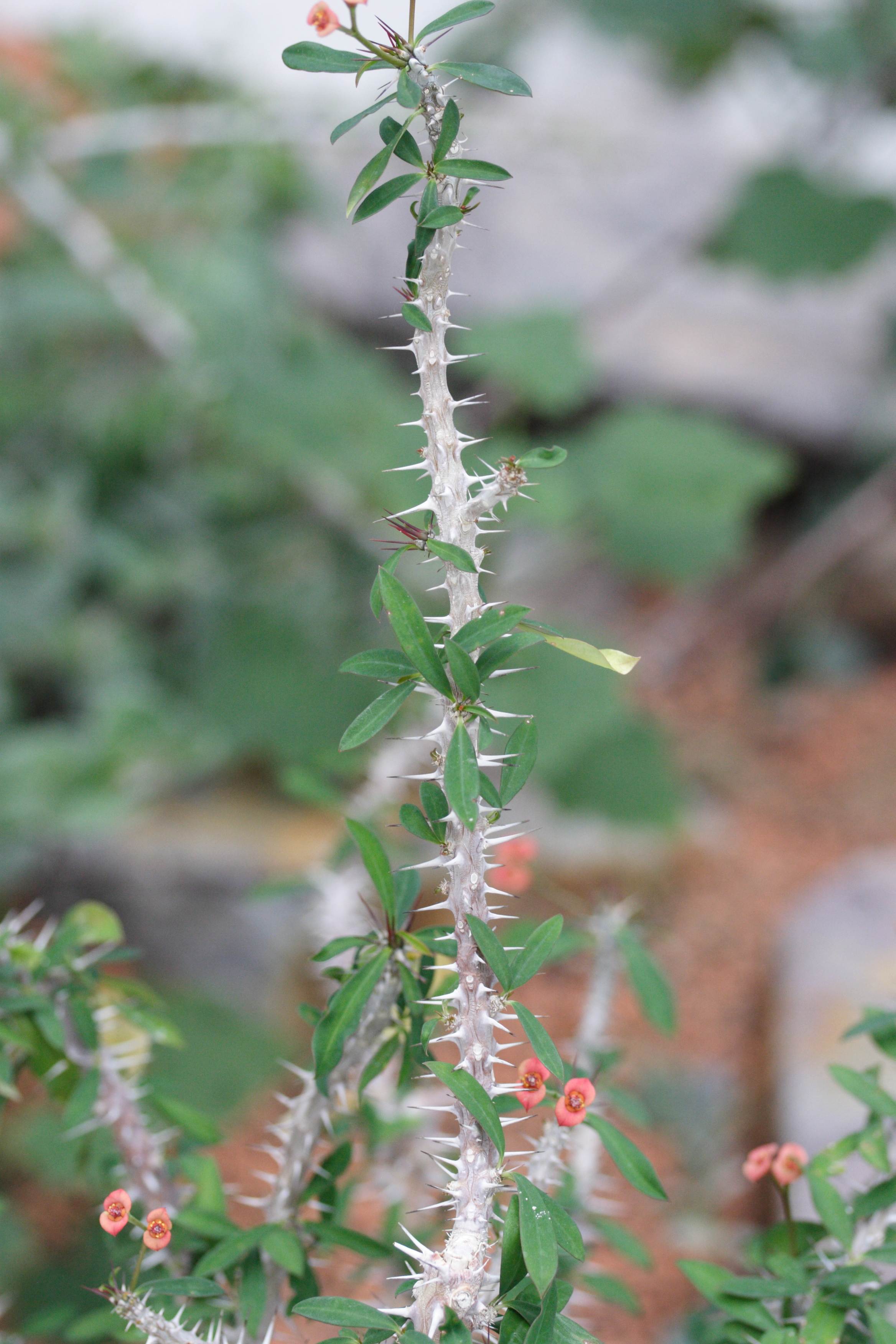 Afficher le média euphorbia_delphinensis1md euphorbia_delphinensis1md