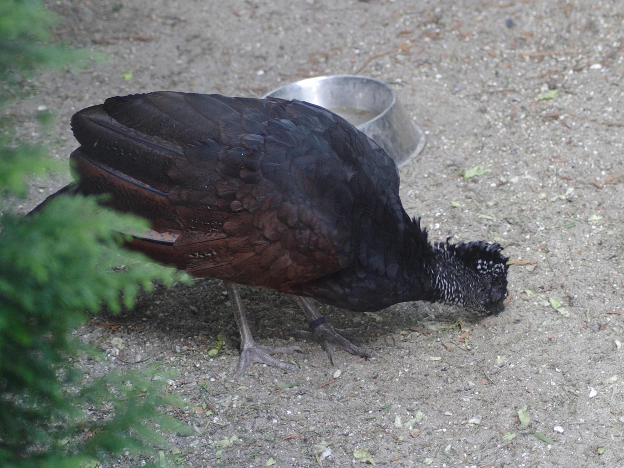 faisan_d-edwards_-_lophura_edwardsi3md