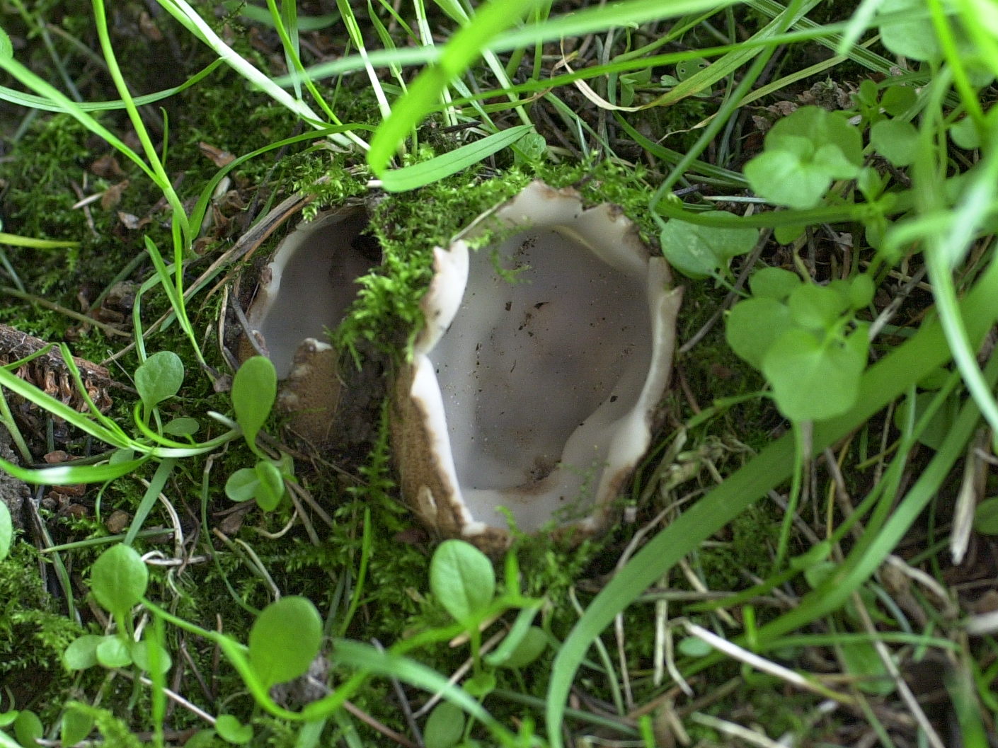 geopora_sumneriana1md