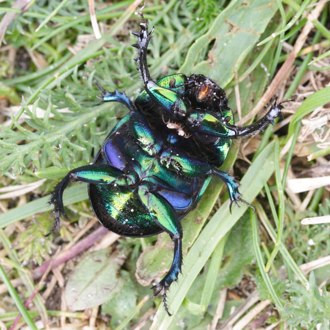 geotrupes_mutator4md