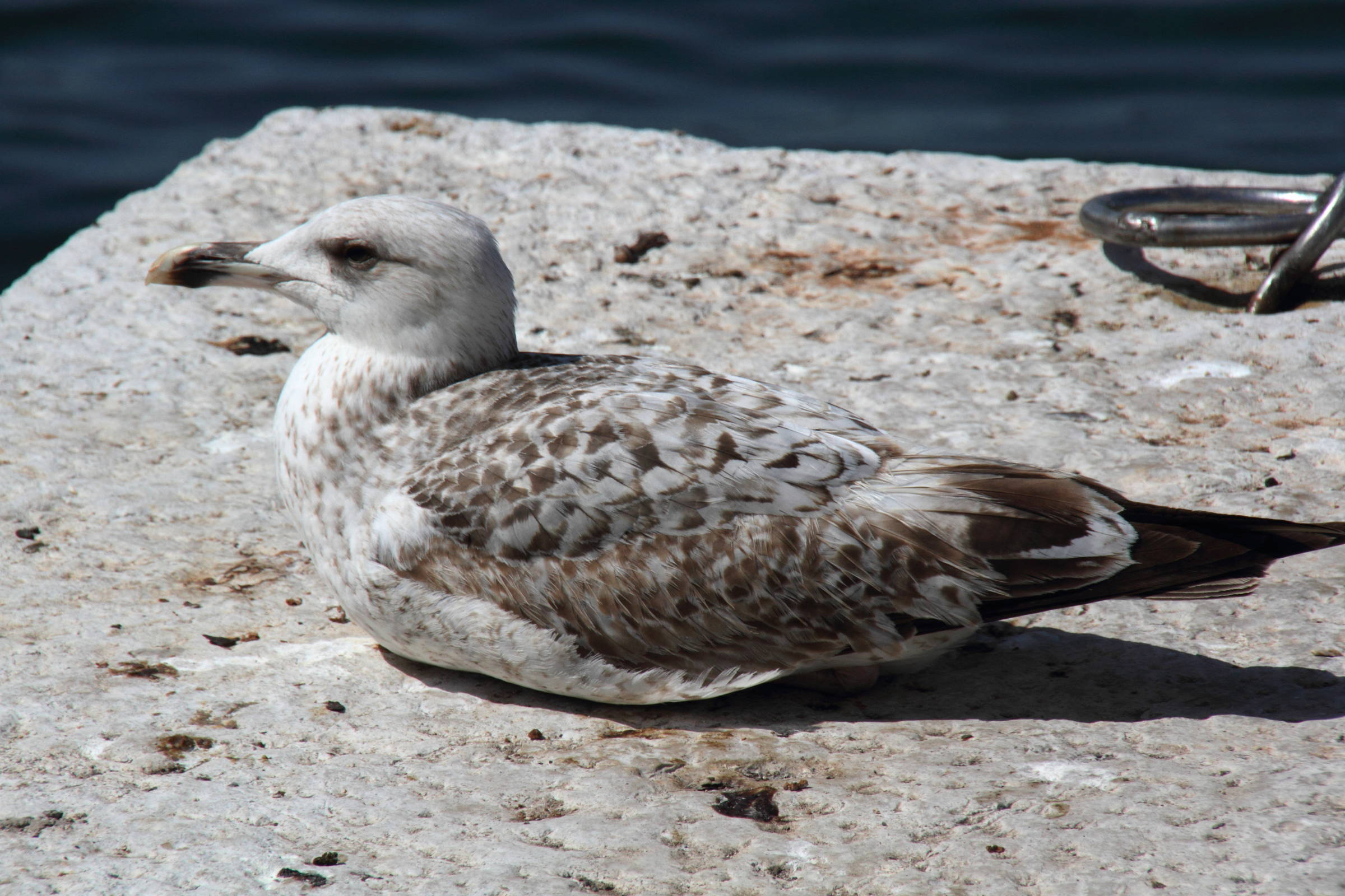 goeland_leucophee_-_larus_michahellis7md