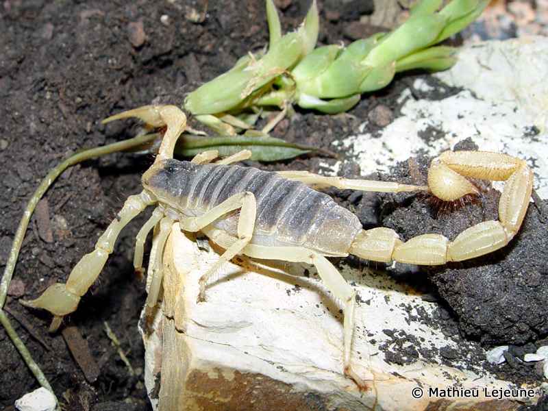 hadrurus_arizonensis1ml