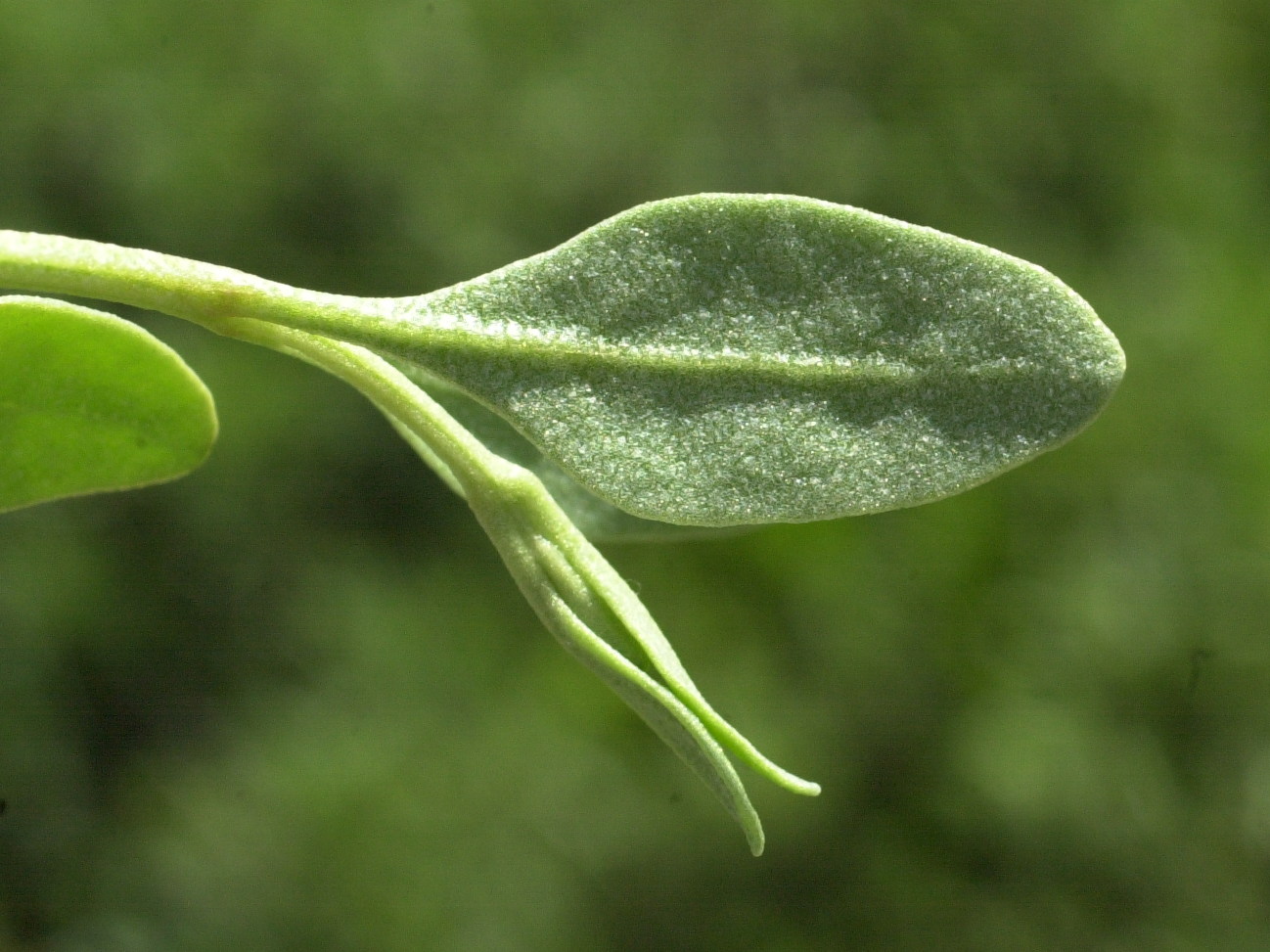 Afficher le média halimione_portulacoides2md halimione_portulacoides2md