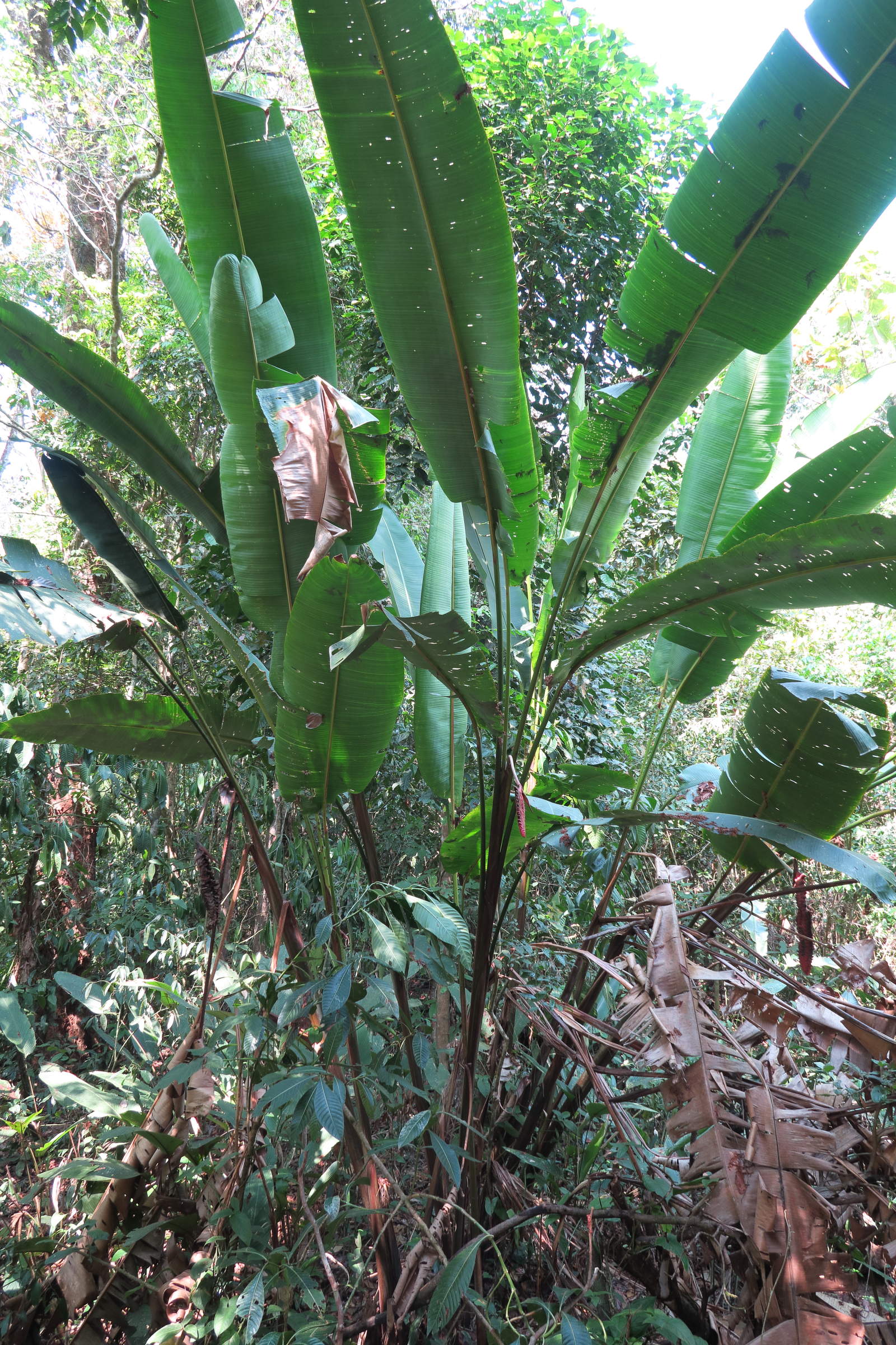 heliconia_curtispatha2md