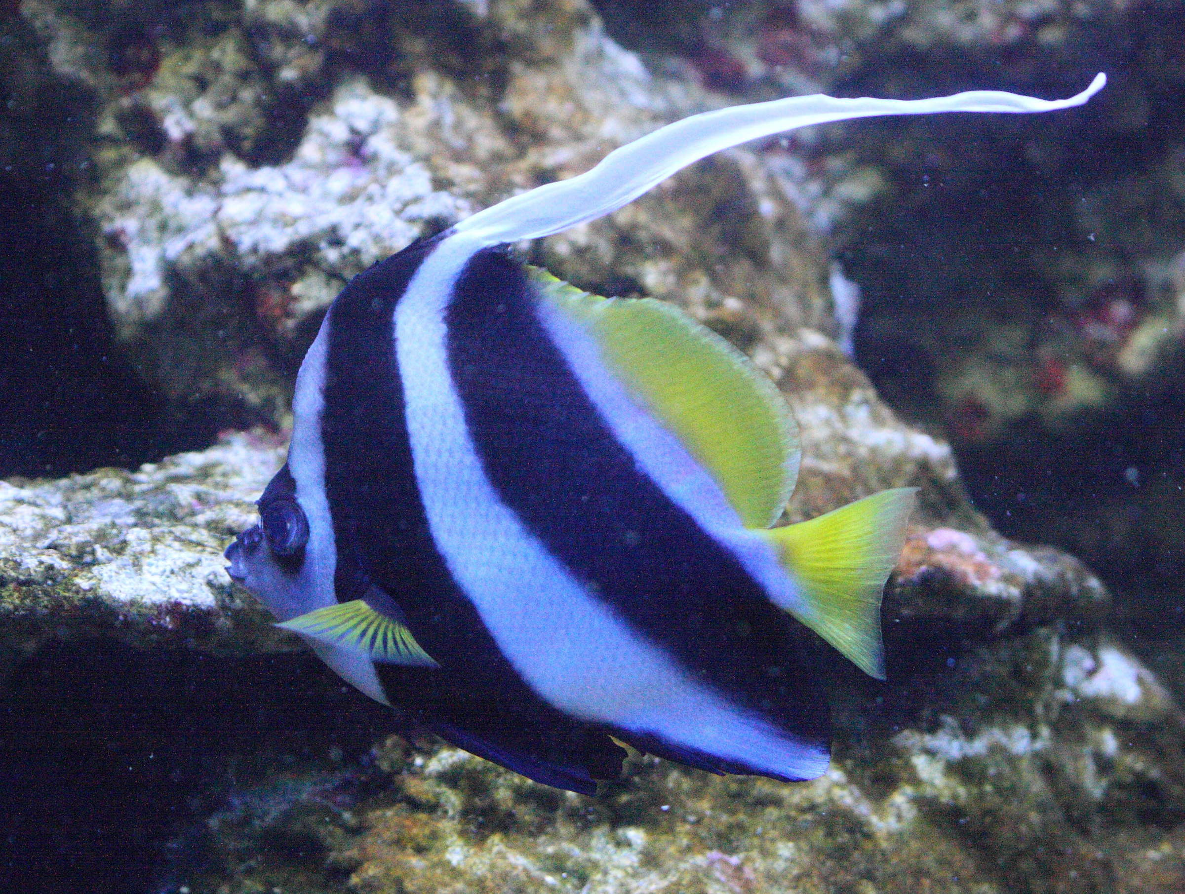 heniochus_acuminatus1bd