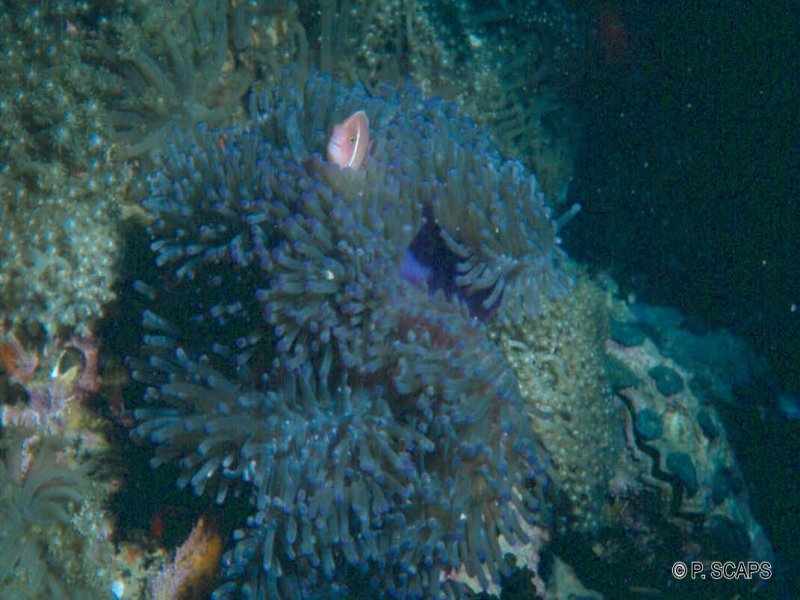 heteractis_magnifica1ps