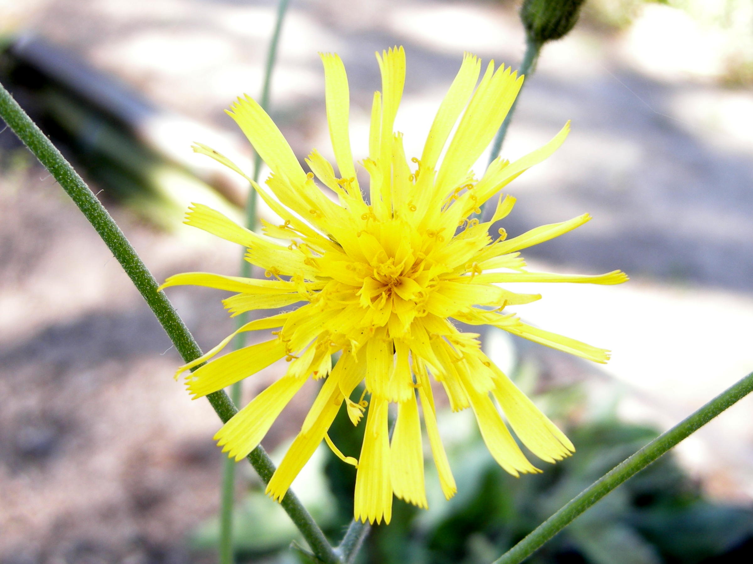 hieracium_glaucum2bd