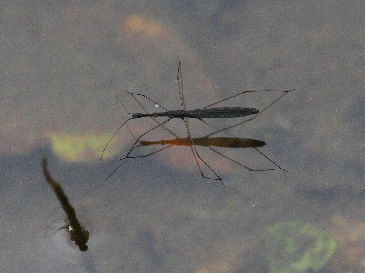 hydrometra_stagnorum1bd