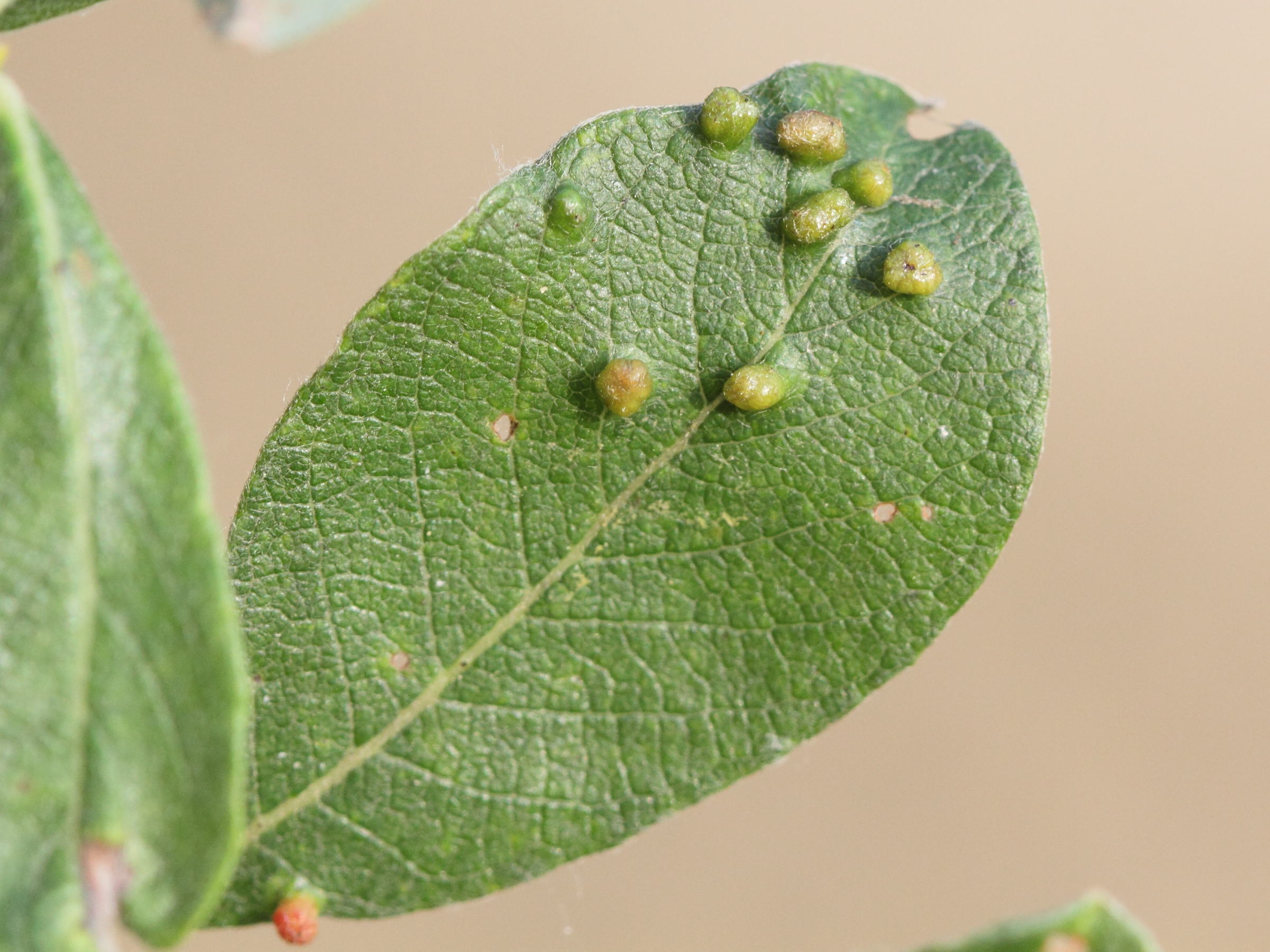 iteomyia_capreae_galle1md