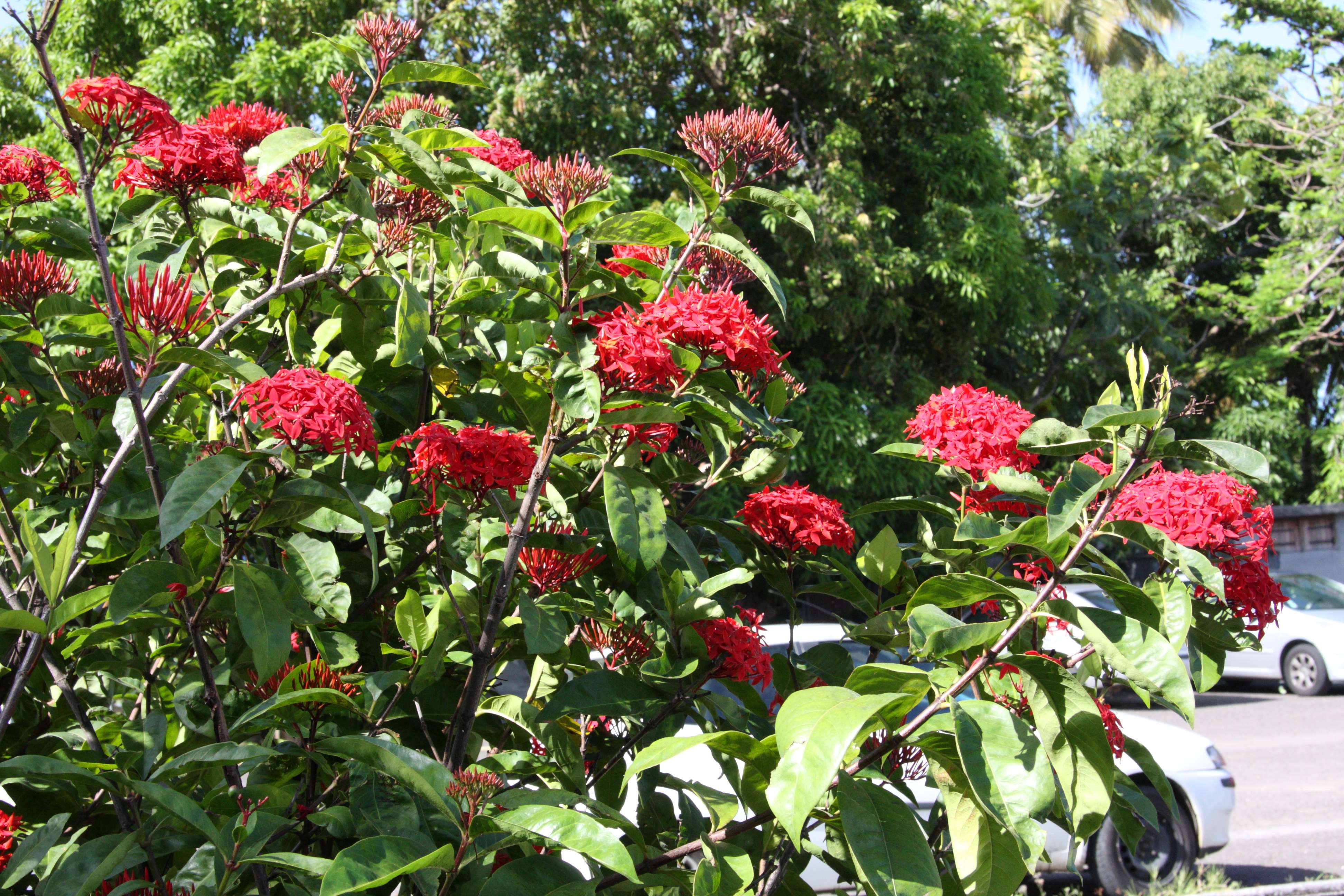 ixora_coccinea2md