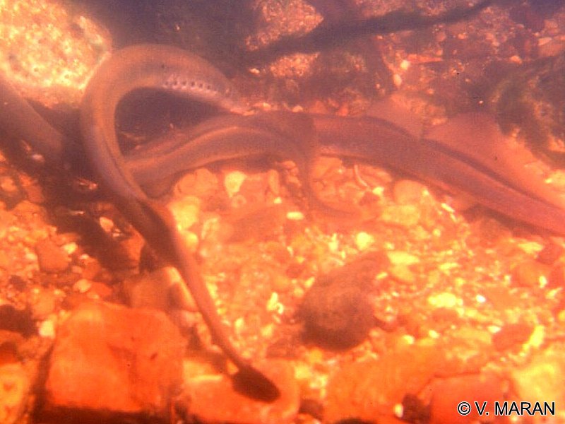 lampetra_fluviatilis1vm