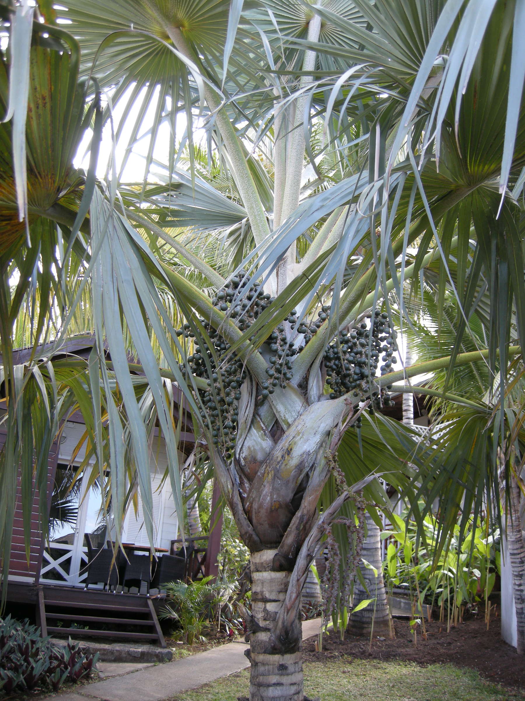 latania_lontaroides2md