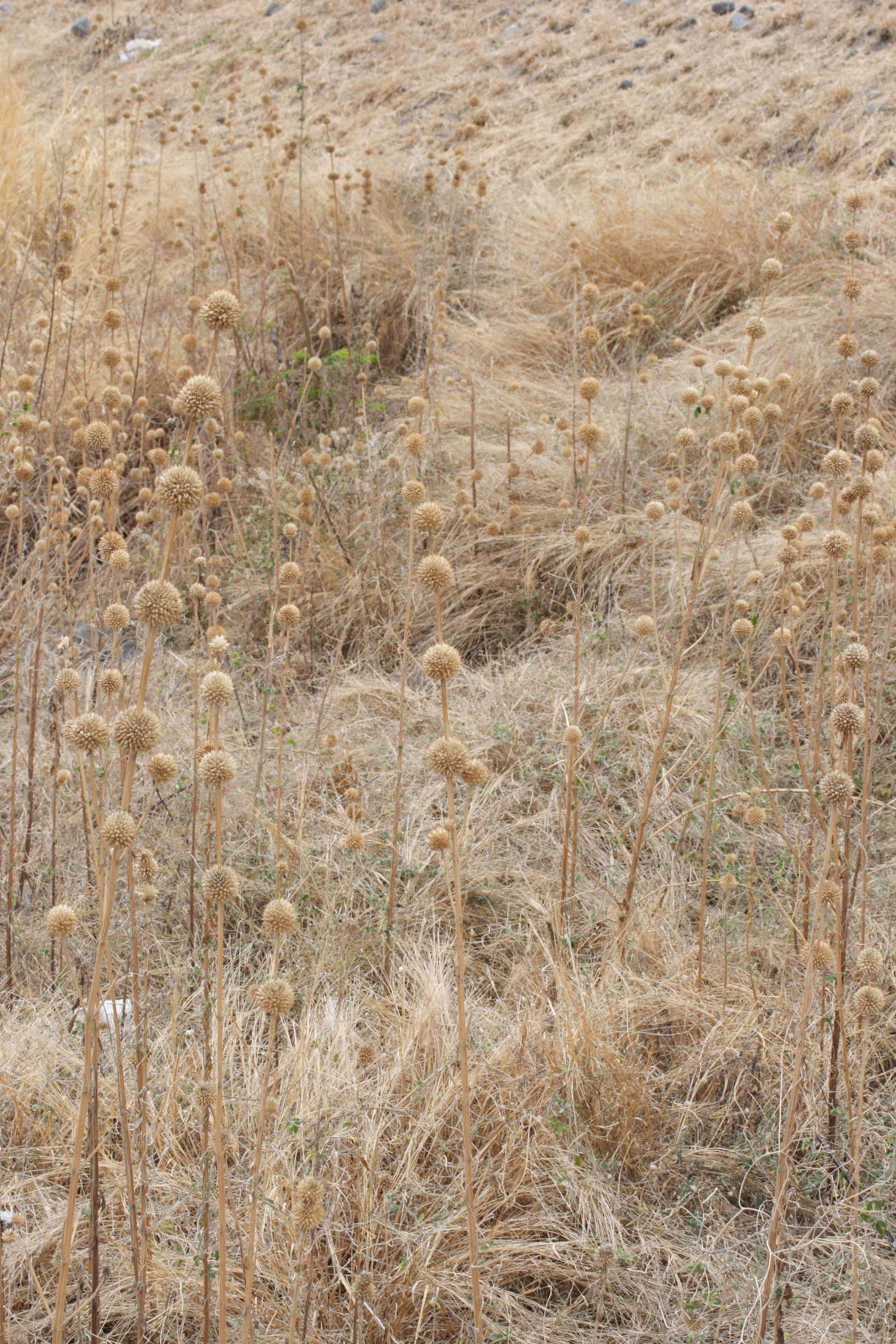 leonotis_nepetifolia1md