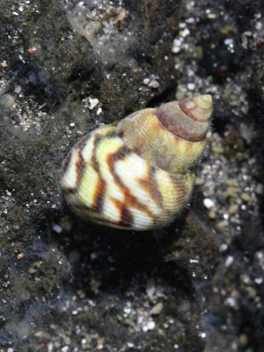 littoraria_undulata1md