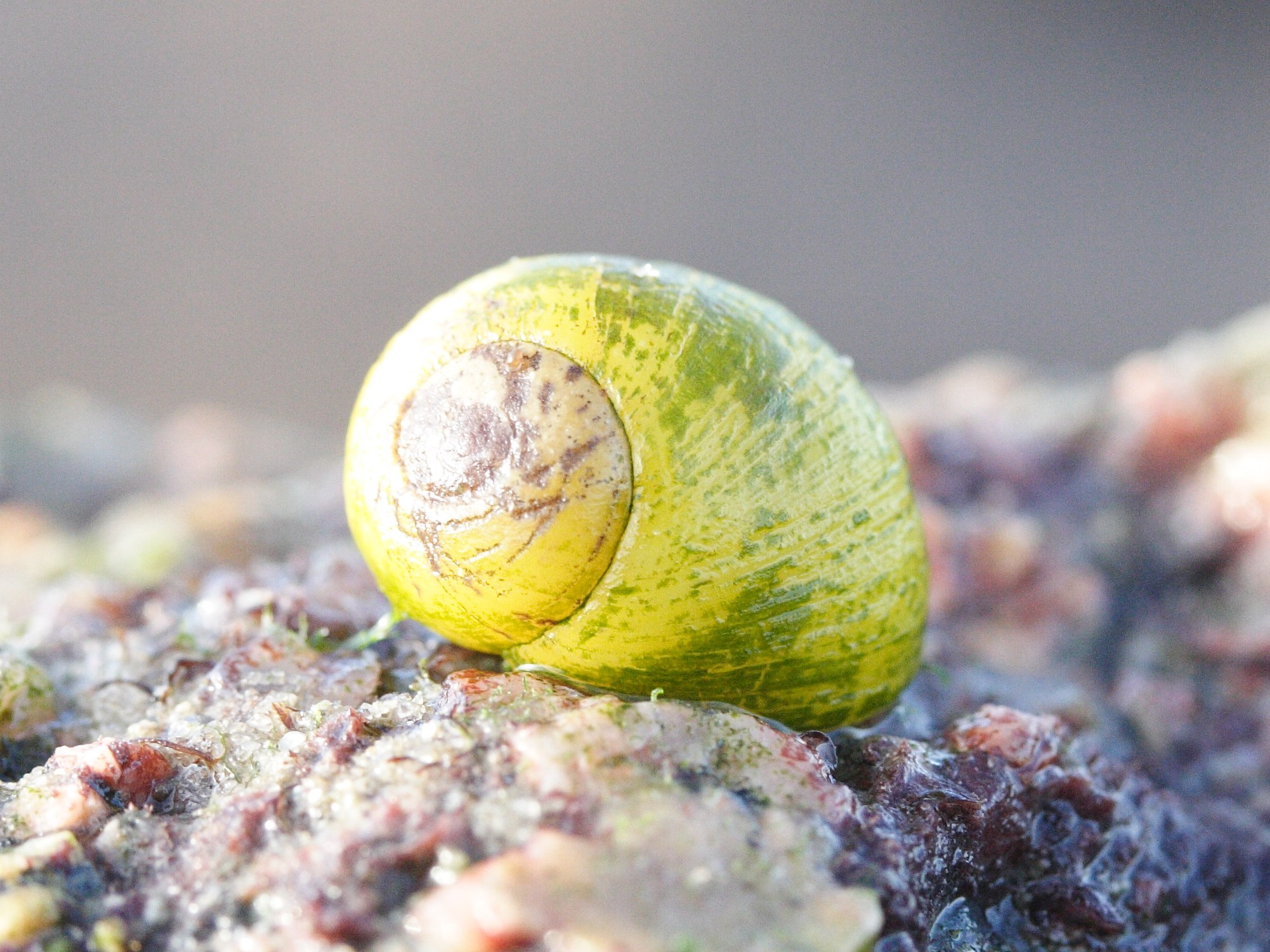 littorina_obtusata2md