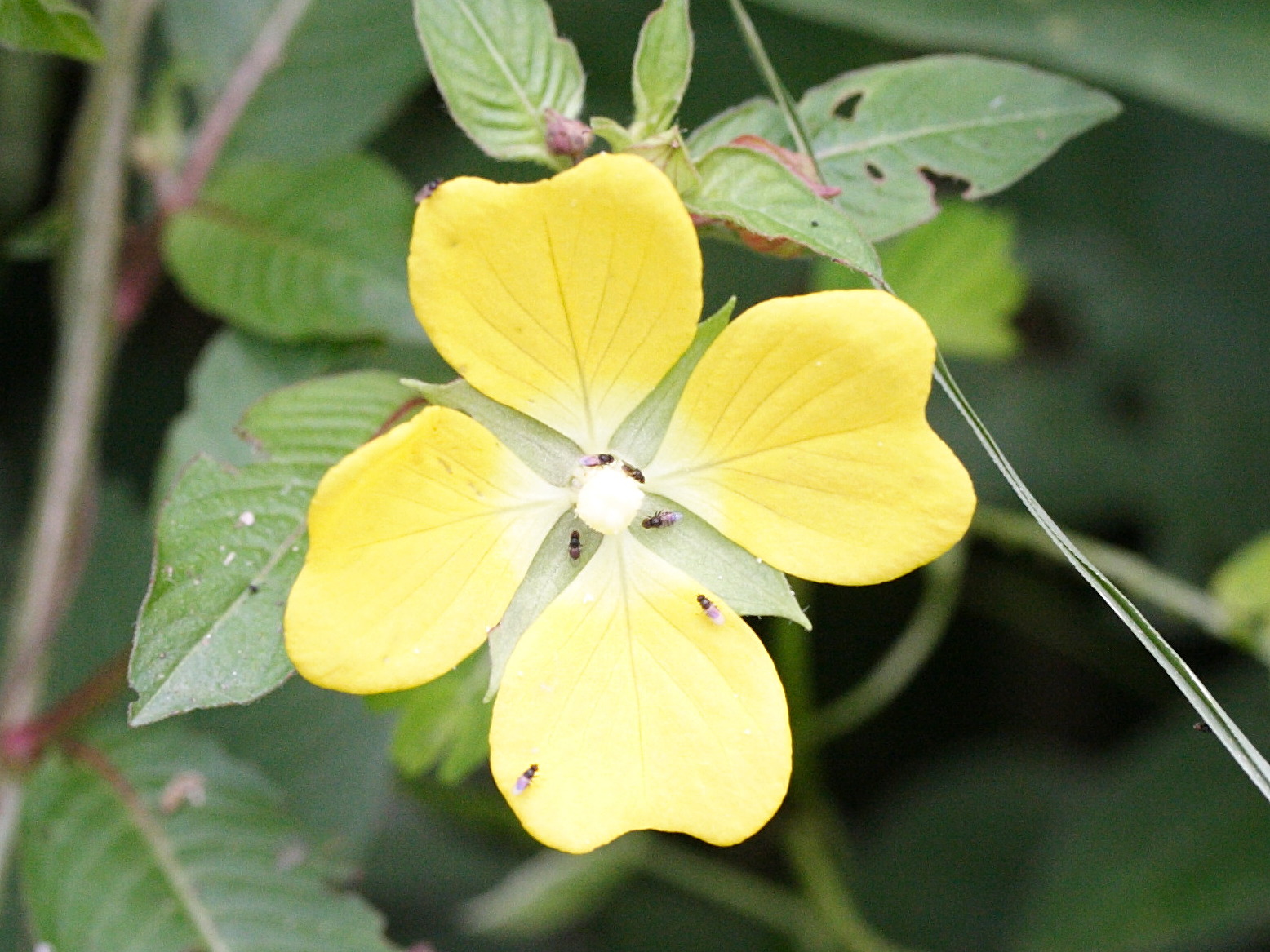 ludwigia_octovalvis4md