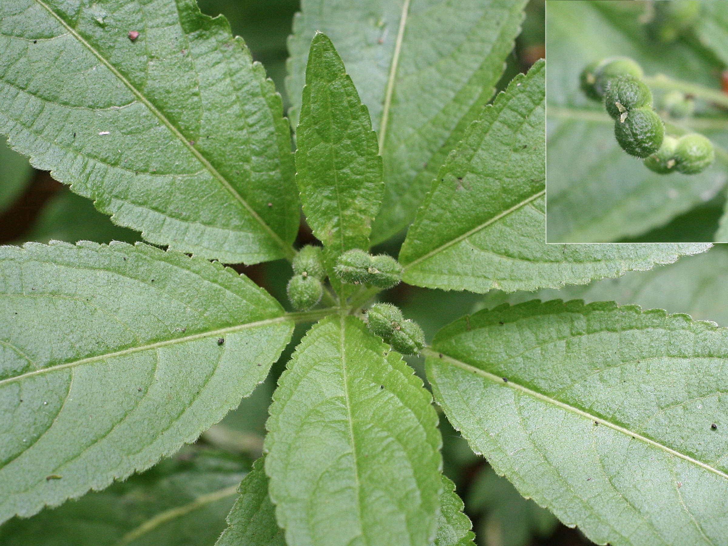 Afficher le média mercurialis_perennis5md mercurialis_perennis5md