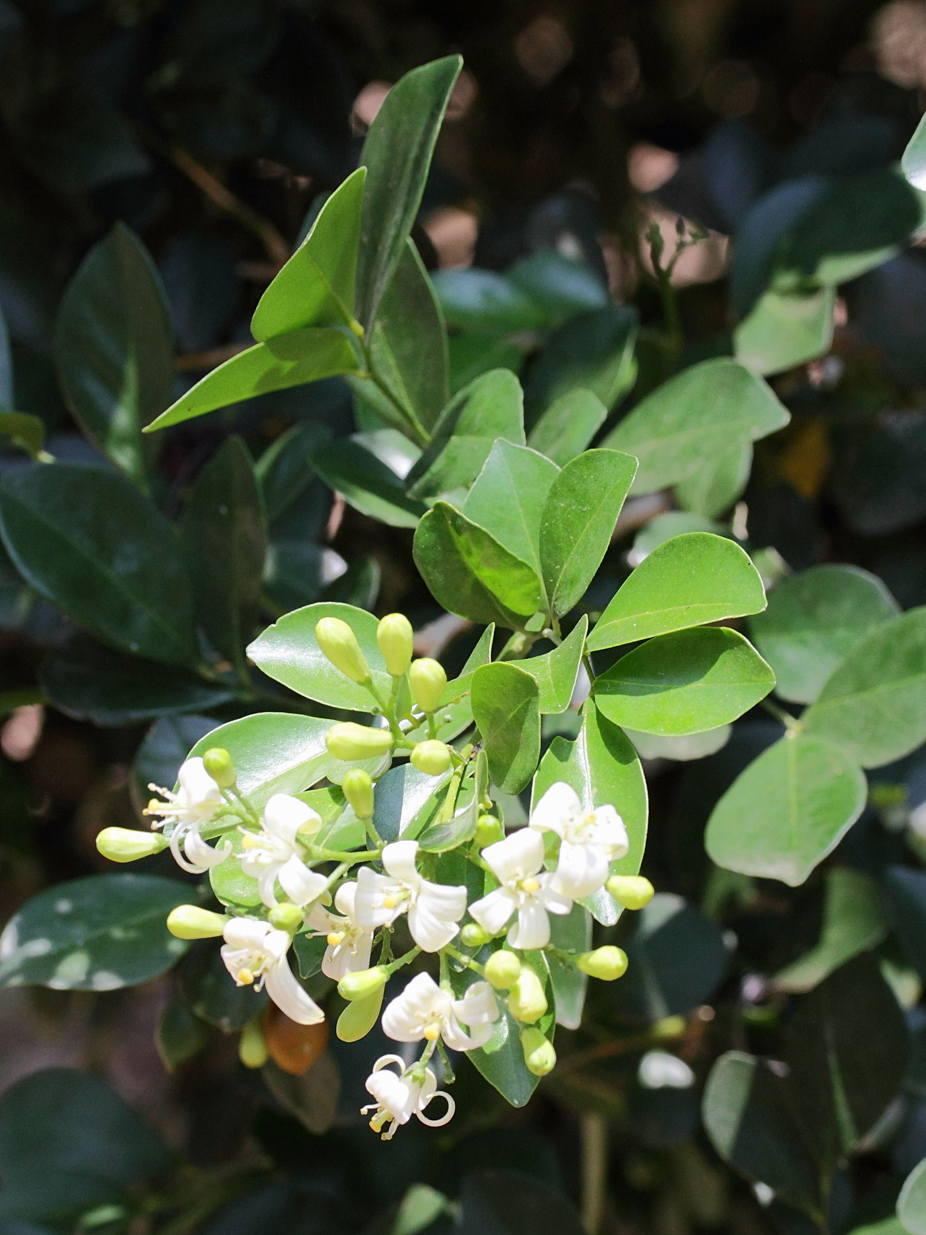 murraya_paniculata3md