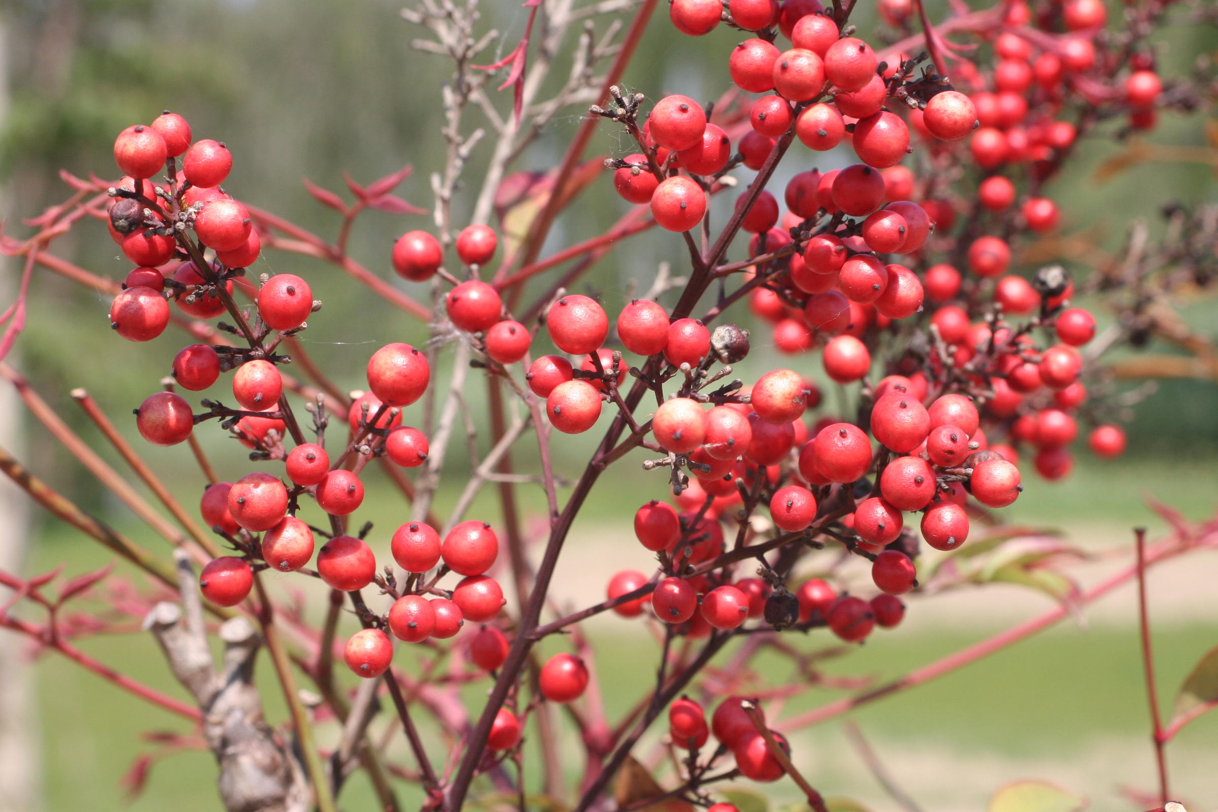 Afficher le média nandina_domestica3md nandina_domestica3md