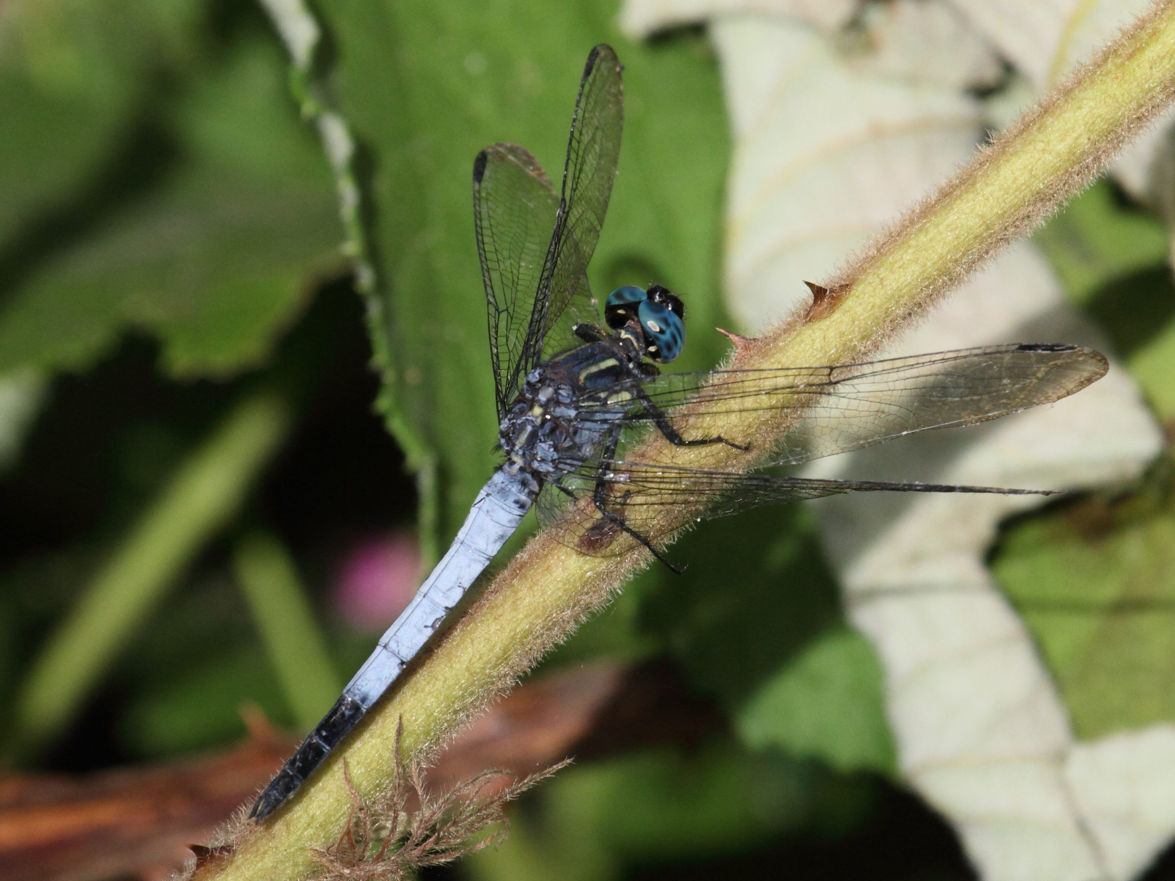 orthetrum_azureum1bd
