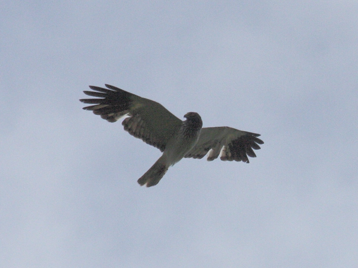 papangue_-_circus_maillardi2bd