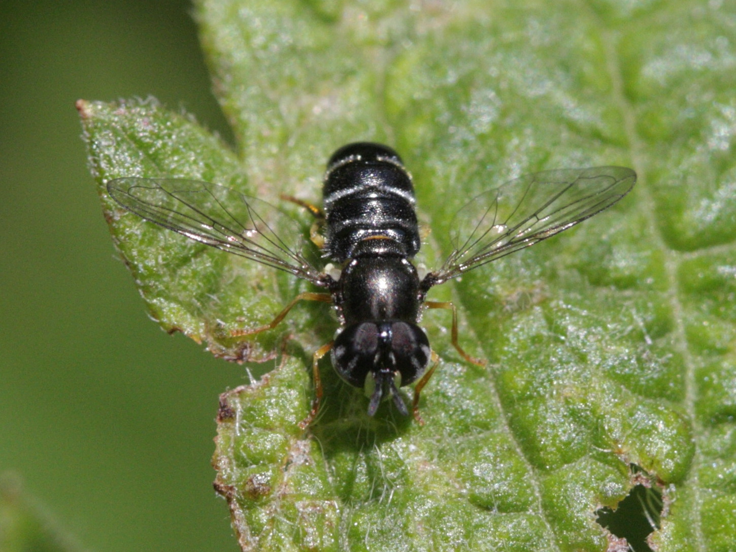 paragus_pecchioli1bd